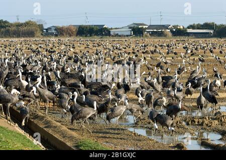 Grue japonaise à bande blanche (Grus vipio), avec grue à capuche, Grus monacha, Japon Banque D'Images