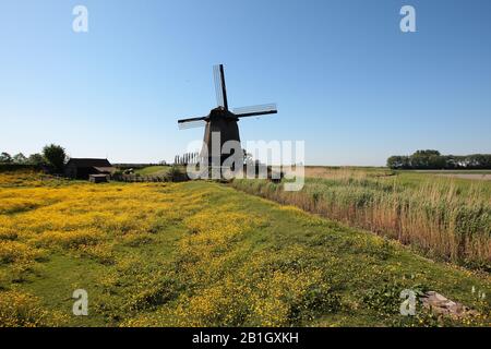 Moulin Schermerhorn au printemps, Pays-Bas, Pays-Bas du Nord Banque D'Images