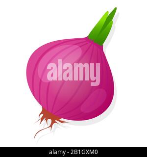 Bulbe d'oignon rouge non pelé avec germe vert isolé sur fond blanc. Oignon mûr. Illustration vectorielle. Illustration de Vecteur
