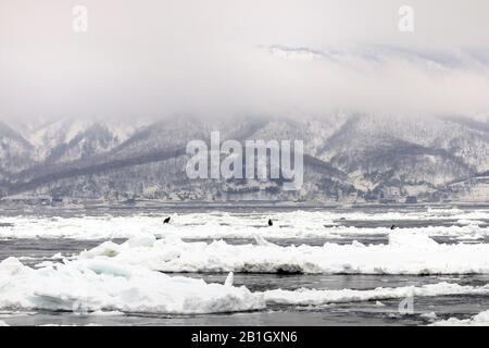 Pack-ICE devant la péninsule de Shiretoko Hanto, Japon, Hokkaido, Rausu Banque D'Images