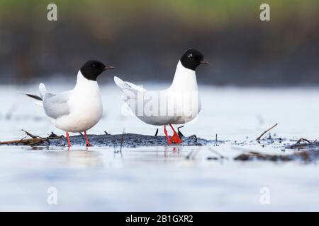 Petit crâne (Hydrocoléeus minutus, Larus minutus), deux petits goélands, Russie, Tscheljabinsk Banque D'Images