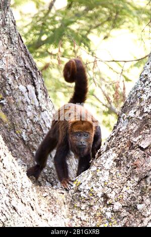 Howler brun (Alouatta fusca, Alouatta guariba), dans une fourche d'arbre, vue avant, Brésil Banque D'Images