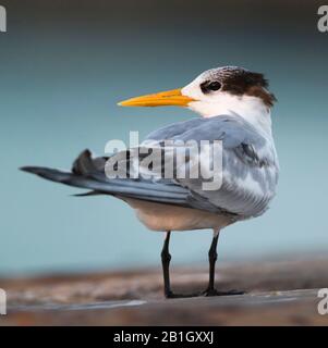 Petite lanterne à craquer (Thalasseus bengalensis bengalensis, Thalasseus bengalensis), jeune oiseau, portrait en longueur, Oman Banque D'Images