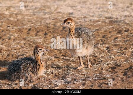 Autruche (Struthio camelus), deux poussins d'autruche, Afrique du Sud, Lowveld, Parc national Krueger Banque D'Images
