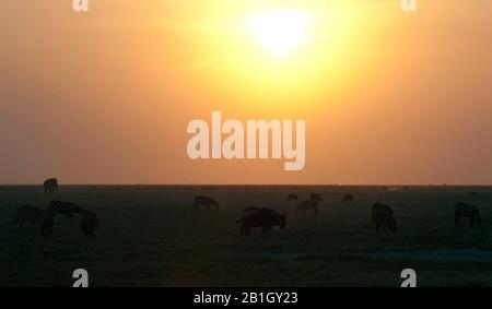 Wildebeest bleu, gnu bordé, wildebeest à barbe blanche (Connochaetes taurinus), wildebeest mixte - et Zebraherd à savane, Kenya, Parc national d'Amboseli Banque D'Images