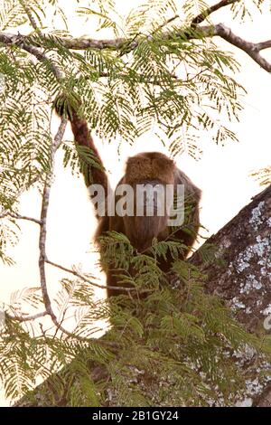 Howler brun (Alouatta fusca, Alouatta guariba), assis sur un tronc d'arbre, vue de face, Brésil Banque D'Images