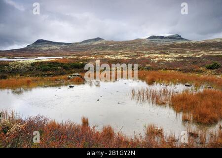 Paysage D'Automne Dans Le Parc National De Rondane, Norvège, Parc National De Rondane, Folldal Banque D'Images