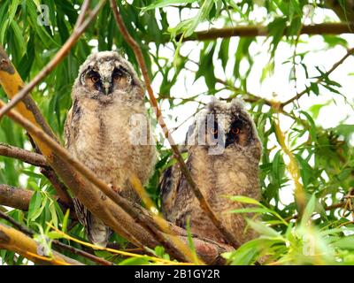 Chouette (Asio otus), jeunes hiboux perçant sur un arbre, vue de face, Autriche, Burgenland, Neusiedler See National Park Banque D'Images