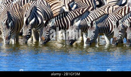 Le zèbre de Burchell, le zébra, le zébra commun, le zébra Uni (Equus quagga burchelli, Equus burchelli), le troupeau de zèbres se boit dans un trou d'eau, Namibie, Parc national d'Etosha Banque D'Images