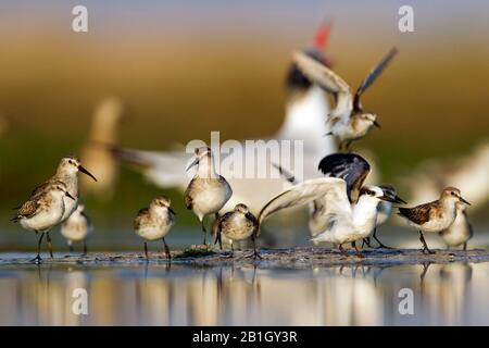 Little stint (Calidris minuta), Little stints with Saton's tern, Curlew Sandpipers et Caspian tern au bord de l'eau, Oman Banque D'Images