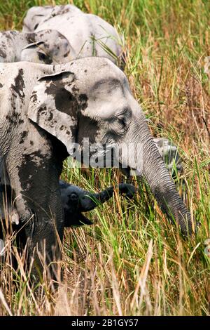 Éléphant d'Inde (Elephas maximus indicus, Elephas maximus bengalensis), éléphant de vache de pâturage avec éléphant de bébé, vue latérale, Inde, parc national de Kaziranga Banque D'Images
