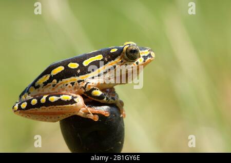 Grenouille Reed peinte (Hyperolius marmoratus), portrait intégral, vue latérale, Afrique du Sud Banque D'Images