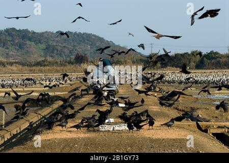 Une grue à capuche (Grus monacha) et des corbeaux sont alimentés, au Japon Banque D'Images