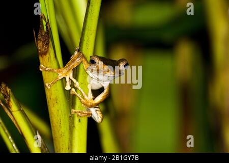 Grenouille arborescente, grenouille Bornéo-osée ou grenouille volante à tête osseuse (Polypedates otilophus), assise sur une tige, vue de face, Malaisie, Bornéo Banque D'Images