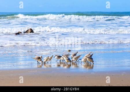 Sanderling (Calidris alba), troupeau à la recherche de nourriture dans la ligne de dérive sur la plage, États-Unis, Californie, Crystal Cove State Park Banque D'Images