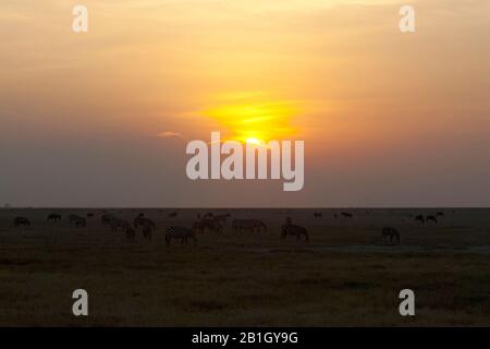 Zébrée commune (Equus quagga), wildebeest mixte - et Zebraherd à savane, Kenya, Parc national d'Amboseli Banque D'Images