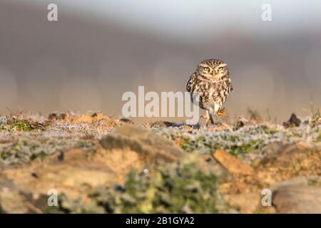 Petite chouette d'Europe occidentale (Athene noctua vidalii, Athene vidalii), sur le terrain, Espagne Banque D'Images