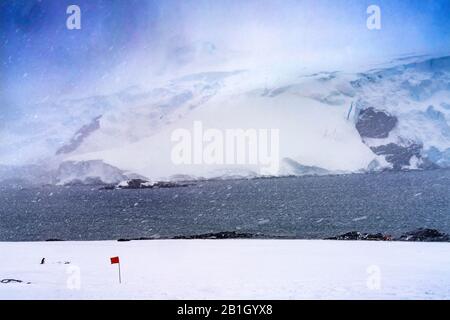 Neige Tempête Gentoo Penguin Highway Snow Mountains Sea Mikkelsen Harbour Antarctique Peninsula Antarctique. Banque D'Images