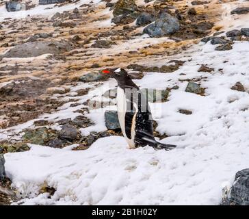Neige Aux Pingouins Gentoo Tempête Dans Le Port De Mikkelsen Antarctique Péninsule Antarctique Antarctique. Banque D'Images