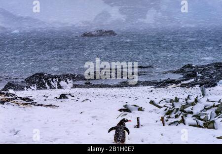 Escargots Gentoo Penguins Highway Whaling Camp Snowstorm Port Mikkelsen Antarctique Peninsula Antarctique. Banque D'Images