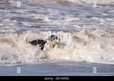 Un chien noir et blanc avec une balle de tennis dans une vague de rupture sur une plage. Le chien est un Collie de bordure de cheveux court. Banque D'Images
