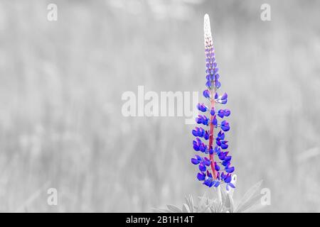 Une proximité d'une lupine commune (lupinus polyphyllus). Il s'agit d'une couleur bleu pourpre, sur fond gris. Banque D'Images