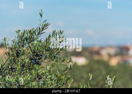 Branche olive sur fond flou, Tarragone, Catalogne, Espagne. Avec mise au point sélective Banque D'Images
