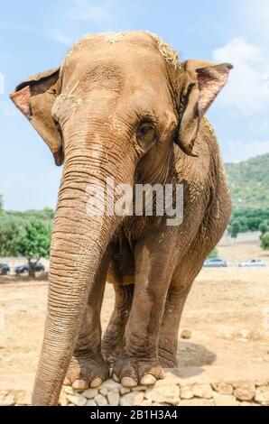 Portrait vertical d'un éléphant en attente de nourriture dans un zoo Banque D'Images