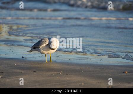 Un oiseau mouette au coucher du soleil sur la plage de Floride, jambes dans le sable et vagues en arrière-plan Banque D'Images