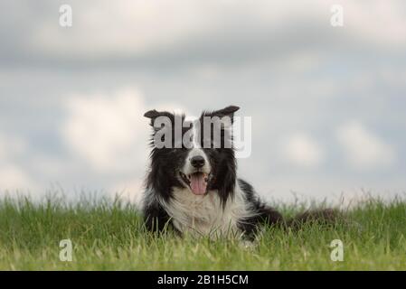 Le vieux chien collie, bordure de beauté, est allongé sur le sol sur un pré vert devant un fond bleu ciel Banque D'Images