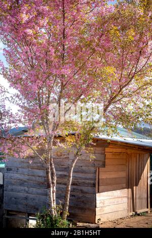 La jolie maison en bois pleine floraison de cerisiers en fleurs signale l'arrivée d'un printemps. Le printemps arrive dans la ville de Dalat Banque D'Images