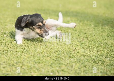 Le petit chien drôle Jack Russell Terrier est tombé en train de jouer dans le vert. Ça a l'air marrant. Banque D'Images