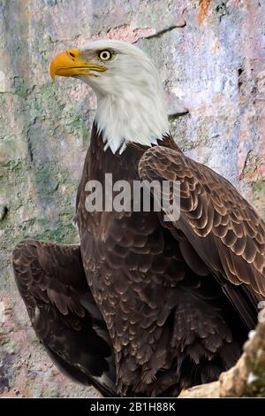 Aigle. Oiseau de proie. Bald aigle .photo prise à une station de sauvetage du Wisconsin Banque D'Images