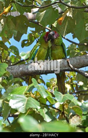 Un flipple de grands Macaws verts rares dans la forêt tropicale du Costa Rica Banque D'Images