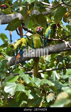 Une rare Grande aras verts dans la forêt tropicale du Costa Rica Banque D'Images