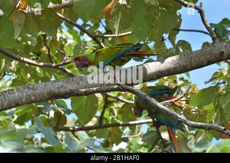 Une rare Grande aras verts dans la forêt tropicale du Costa Rica Banque D'Images