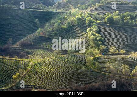 Paysage d'O long de la colline de thé près de sa Pa ville, Vietnam dans le soleil tôt Banque D'Images