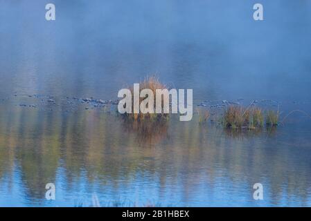 Eau calme et paisible avec brume et touffes d'herbe reflétant les arbres verts et le ciel bleu. Environnement paisible. Banque D'Images