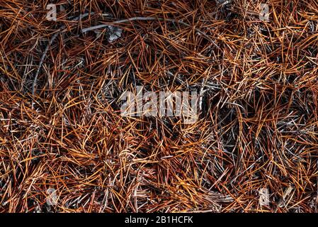 Aiguilles de pin mort marron sur le plancher de la forêt. Banque D'Images