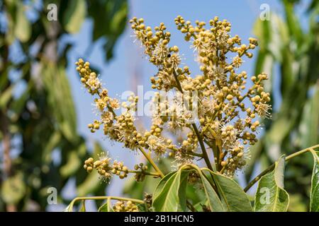 Longan fruits tropicaux doux, fleurs de Longan dans l'arbre. Banque D'Images