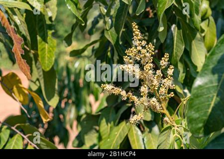 Longan fruits tropicaux doux, fleurs de Longan dans l'arbre. Banque D'Images