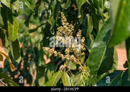 Longan fruits tropicaux doux, fleurs de Longan dans l'arbre. Banque D'Images