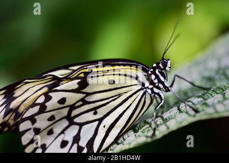 Un magnifique papillon de la nymphe des arbres blancs se trouve en face d'un fond vert sur une feuille dans la forêt tropicale pluviale en gros plan Banque D'Images