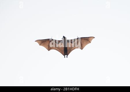 Indian Flying Fox (Pteropus giganticus) en vol au crépuscule au-dessus de Chennai, Tamil Nadu, Inde. Banque D'Images