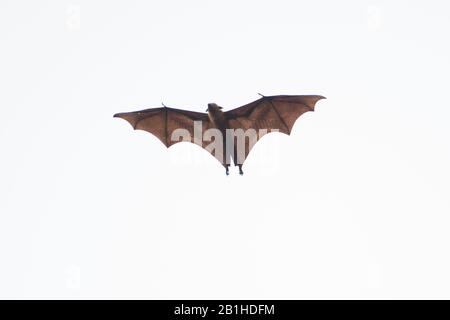 Indian Flying Fox (Pteropus giganticus) en vol au crépuscule au-dessus de Chennai, Tamil Nadu, Inde. Banque D'Images