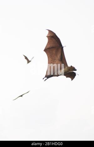 Indian Flying Fox (Pteropus giganticus) en vol au crépuscule au-dessus de Chennai, Tamil Nadu, Inde. Banque D'Images