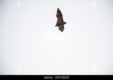 Indian Flying Fox (Pteropus giganticus) en vol au crépuscule au-dessus de Chennai, Tamil Nadu, Inde. Banque D'Images