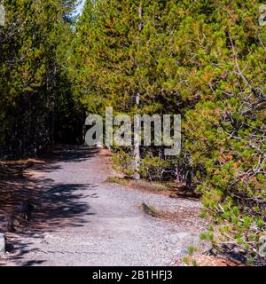 Le sentier de randonnée mène à travers la forêt verte. Banque D'Images