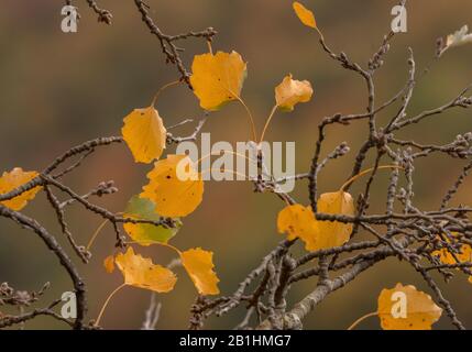 Aspen, Populus tremula, feuilles qui se transforment en jaune en automne Banque D'Images