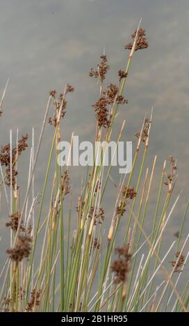 Forte ruée, Juncus acutus, en fleurs et fruits, poussant dans le saltmarsh. Banque D'Images
